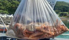 돌문어 장원30수 우당탕탕 kkkk 마리수 조황입니다 사진