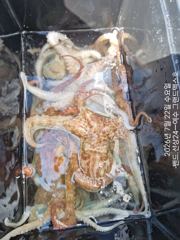 7월22일 돌문어조황~~2.5키로부터  키로오바 씨알급 부터~~ 사진