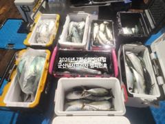 야간 왕고등어~오늘 갑니다~"싸이즈 끝내주는 고등어"~고등어,삼치,등~자료사진입니다~~군산 챔피언호 사진
