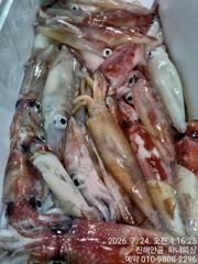 부산권에 한치가 터졌습니다 금요일 예약가능!!! 사진
