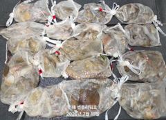 <야간문어>문어 뜯는 손맛 짱짱! 일요일~예약가능 사진