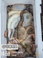 [문어]대왕문어,""쩍쩍""(토,일요일출항.자리널널합니다)
