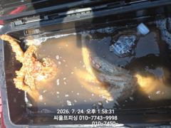 문어조황