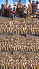 7월24일 붉바리 씨알과 마리수 두마리 토끼를 다잡고 멋지고 멋진 대박조황으로 마무리하고 조기철수했습니다 끝까지 최선을다해주신 모든조사님들께 감사드립니다 사진