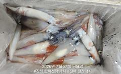 대포급 왕한치 먹물폭탄 쓸리걸이 한치 조항 오늘 2자리여유 사진