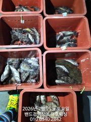 군산 대호피싱 6분 야간 우럭낚시 소식전합니다. 사진