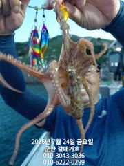 7월24일 금요일 갈매기호 야간문어 조황 사진