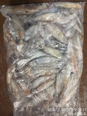 제주스마트호 한치대박 사진