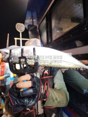 24일, 야간 왕고등어~오늘 갑니다~실시간~~"싸이즈 끝내주는 고등어"~고등어,삼치,등~~~군산 챔피언호 사진
