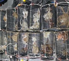 24일<야간문어>묵직한 손맛 보러go~일요일 예약중(pm5시출항~12시입항) 사진