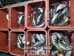 군산 대호피싱 야간 우럭낚시 대박 싸이즈와 마릿수 10분 모시고 다녀왔습니다  사진