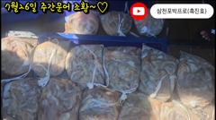 26일 주간문어 선단5척 1500마리 돌파~~!! 사진