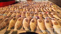 ♥ 붉바리들..이정도는 잡아봐야지요 대박 붉바리조황입니다[2026년07월26일] ◎ 해마루호가 뜨는이유? 조황때문이죠 ◎ 핵심포인트: 바로진입.. 바로히트.. ▣ 차원이 다른 조황으로 모십니다 ▣ 요즘 붉바리낚시가 대세입니다 사진