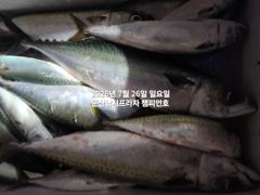25일, 밤 왕고등어~오늘도 갑니다~전갱이등~~"싸이즈 끝내주는 고등어"~고등어,삼치,등~~~군산 챔피언호 사진