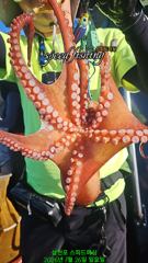 26일 실시간 원도권 돌문어 우당탕~ 사진
