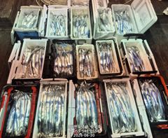 8월부터 준내만 갈치텐빈 출항합니다,예약가능(8월3일부터~) 사진