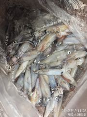 제주스마트호 한치조황  사진