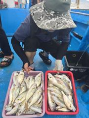백조기대회 조황입니다 사진