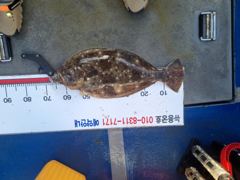 [광어조황] 7월 26일 뉴용궁호 (11분출조)조황입니다 사진