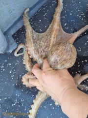 내일 28일  아침 사량도 문어  빈자리 있습니다  사진