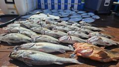 격포 블루스카이호 생미끼 다양한어종 마릿수조황~!!!! 사진