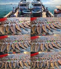 ♥ 붉바리들..이정도는 잡아봐야지요 대박 붉바리조황입니다[2026년07월28일] ◎ 해마루호가 뜨는이유? 조황때문이죠 ◎ 핵심포인트: 바로진입.. 바로히트.. ▣ 차원이 다른 조황으로 모십니다 ▣ 요즘 붉바리낚시가 대세입니다 사진