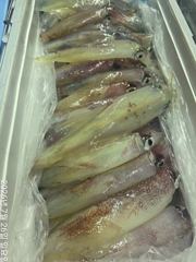 왕한치늦게피~딩먹물잔치70수외~씨알굿손맛짱!!! 사진