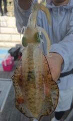 무늬오징어 “팁런 사전예약 진행 중” 이번주 금토일 예약가능