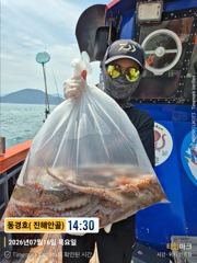 돌문어 7월16일 조황 사진