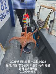 통영 금정호 문어 손맛 좋습니다 내일 오전오후 자리있어요 사진