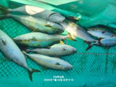 (FM 피싱호 ㅡ참돔흘림)~주말 출조계획 ㅡ참돔흘림 ㅡ예약가능 