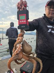 키로급 포함 주야 문어  꾸준하게  사진