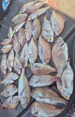 7/30 <스텔스호> 참돔 타이라바 8인 씨알 & 마릿수 좋습니다. 내일 여유자리 많습니다. 사진