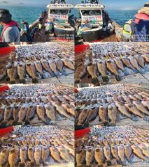♥ 붉바리들..이정도는 잡아봐야지요 붉바리조황입니다[2026년07월30일] ◎ 해마루호가 뜨는이유? 조황때문이죠 ◎ 핵심포인트: 바로진입.. 바로히트.. ▣ 차원이 다른 조황으로 모십니다 ▣ 요즘 붉바리낚시가 대세입니다 사진