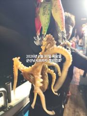 30일, 한밤에 낚이는 군산문어~실시간~~야간문어 매일 갑니다~군산 챔피언호 사진