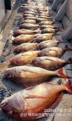 7/31 캐리비안호 씨알좋은 참돔 ~조황입니다 사진