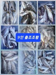 [무창포아파치호] 7월30(목), 9분 조사님들, 쌍걸이 쓰리걸이 등 빅싸이즈 왕백조기들과 부세조황~^^ 내일부터 금,토,일,월,화(31일~4일) 쭉~ 정상출조, 자리여유. 전화주세요~ 010-8422-0866.
