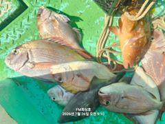 (FM 피싱호 ㅡ참돔흘림)~일요일 참돔흘림 정상출조합니다 