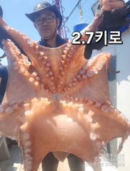 여수돌문어8월10일부터자리가능2.7K1.8K1.3K1.3K1.2K1.1K 사진
