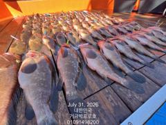 고흥.거금박프로호 붉바리외수질 전문선사조황  사진