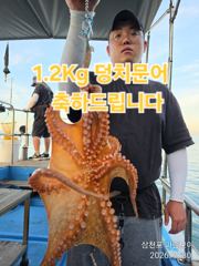 삼천포 마린보이 7. 30. 목요일 야간문어 풍성하게 뜯고 왔습니다. 사진