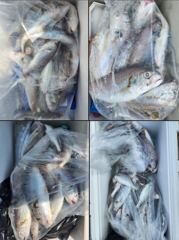 26년 8월1일 대천항 럭키세븐호 "백조기-가족낚시" 주말 함께 해주신 조사님들께 감사드리며, 더위에 고생많으셨습니다. 사진