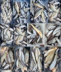 [백조기조황] 8월1일 왕백조기부세민어 쿨러조황 사진