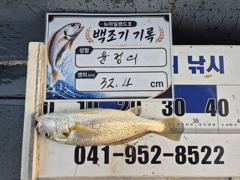 8월 1일 홍원항 뉴아일랜드호 씨알대박 화이트굴비 실시간 조황! 30cm급 백조기 연속 입질! 사진