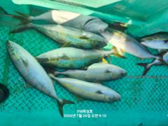 (FM 피싱호 ㅡ참돔흘림)~오늘밤 24:00시출항 ㅡ2자리여유 