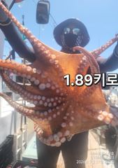 여수돌문어 ㆍ1.9K1.8K1.7K1.7K1.6K1.6K1.6K등등 사진
