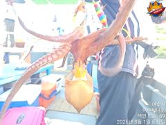 돌문어 1일 조황입니다. 무더운날 수고하셨네요 내일 자리여유 사진