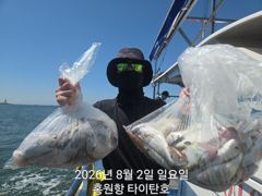 [백조기조황] 홍원항 [타이탄호] 8월2일(일) 토독토독 사이즈 좋아 묵직한 백조기조황 사진