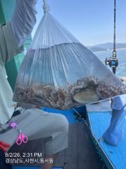 내일 주간문어 4분예약중 출조확정 입니다 자리여유 많습니다 야간문어 예약중 입니다  사진