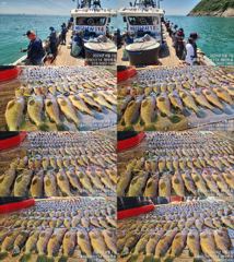 ♥ 붉바리들..이정도는 잡아봐야지요 초대박 붉바리조황입니다[2026년08월02일] ◎ 해마루호가 뜨는이유? 조황때문이죠 ◎ 핵심포인트: 바로진입.. 바로히트.. ▣ 차원이 다른 조황으로 모십니다 ▣ 요즘 붉바리낚시가 대세입니다 사진